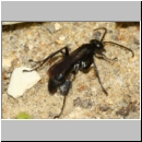 Anoplius nigerrimus - Wegwespe w01b 10mm OS-Hasbergen-Lehmhuegel-det.jpg